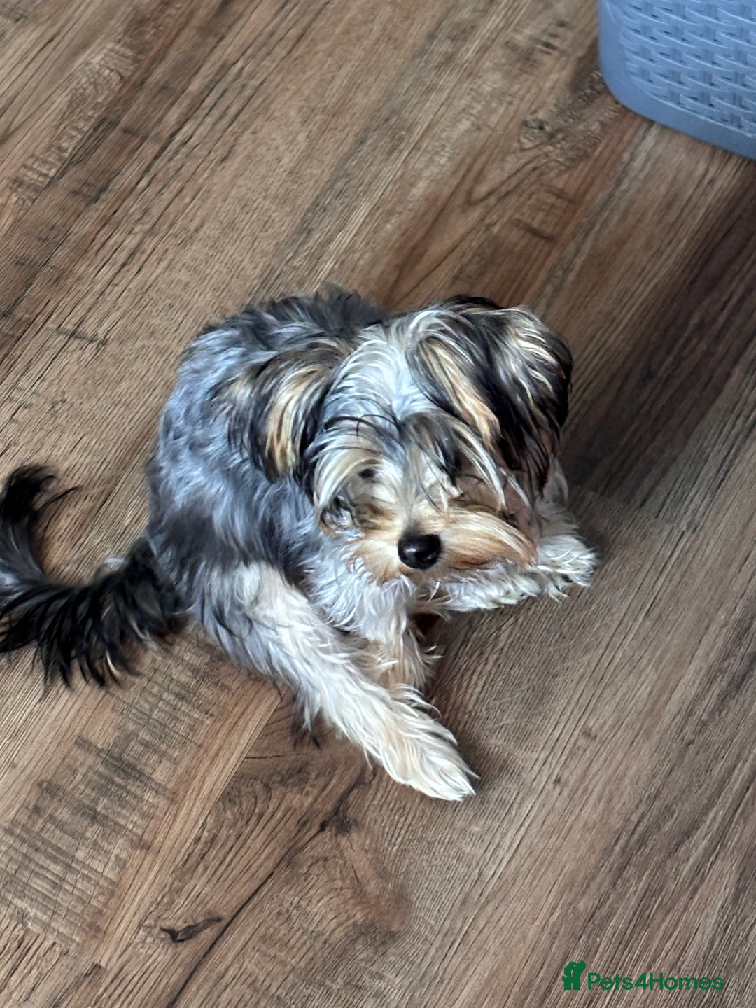 Yorkshire Terrier dogs for sale: 6-Month-Old Female Yorkshire Terrier  - Image 4