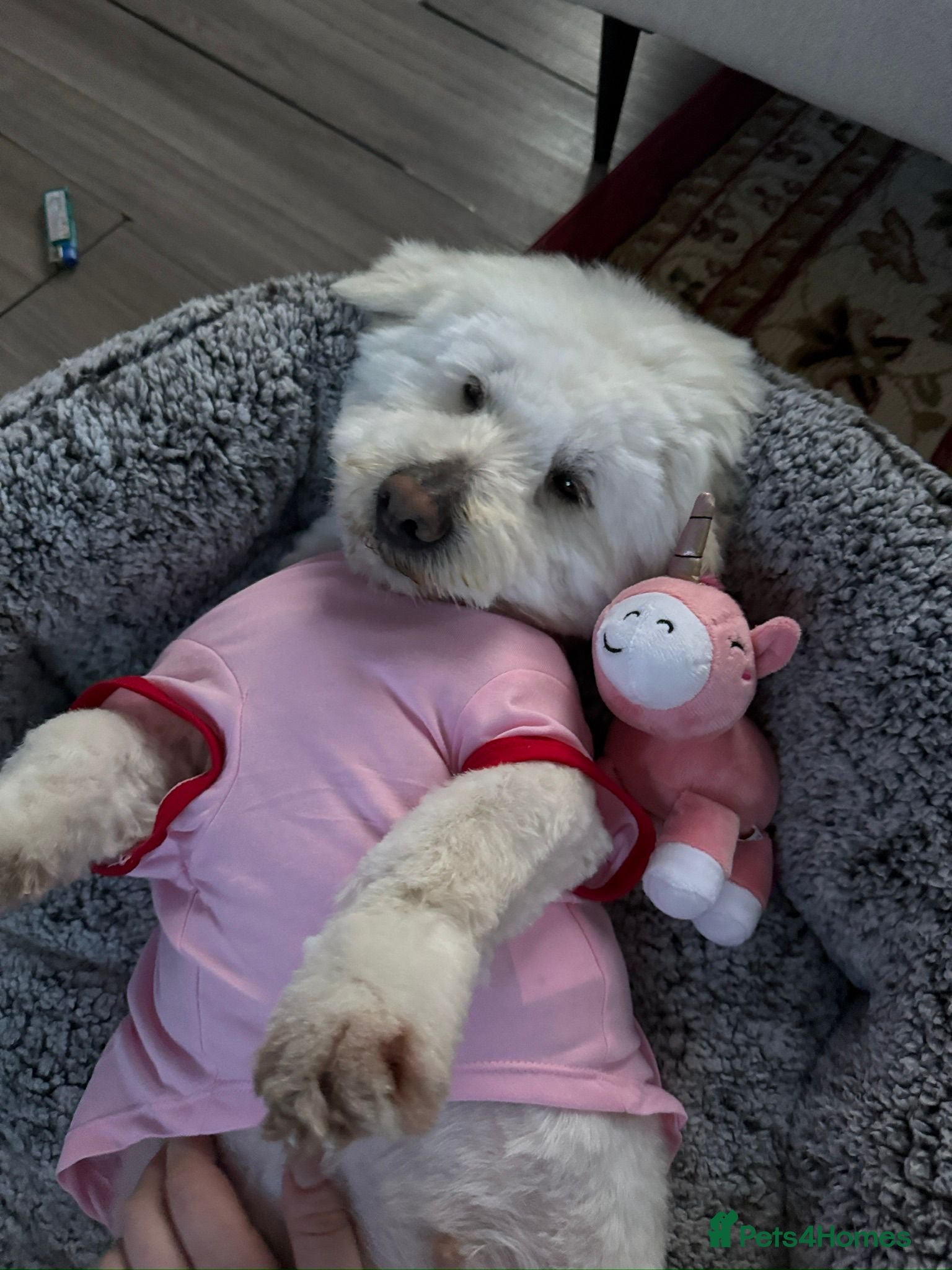 Maltese dogs Frida – Spayed Maltese Girl Needs a Home - Advert 2