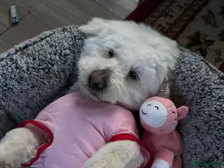 Maltese dogs Frida – Spayed Maltese Girl Needs a Home - Advert 2