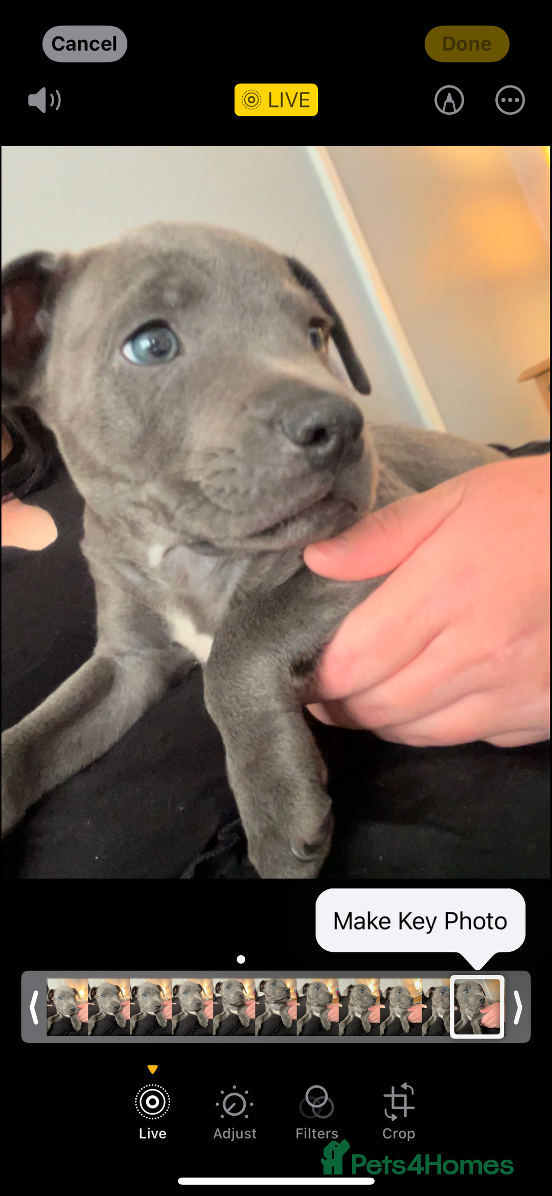 Staffordshire Bull Terrier dogs for sale: Blue staff pups  - Image 29