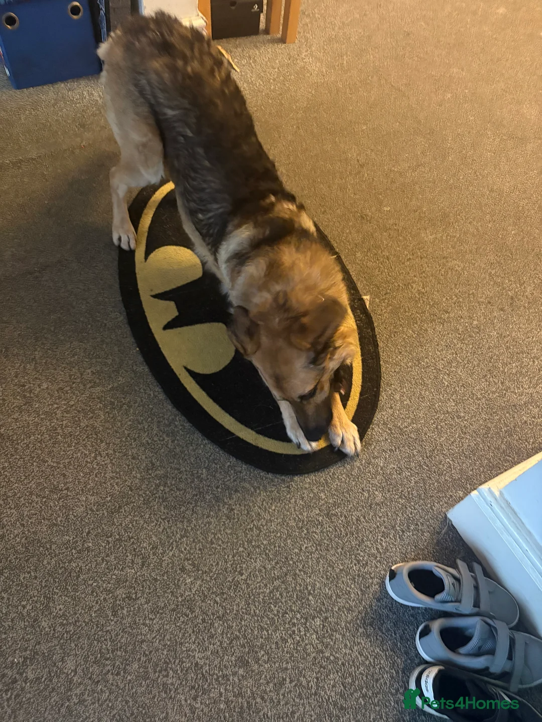 Mixed Breed dogs for sale: German shepherd x German shepherd poodle x in Ferryhill - Advert 2