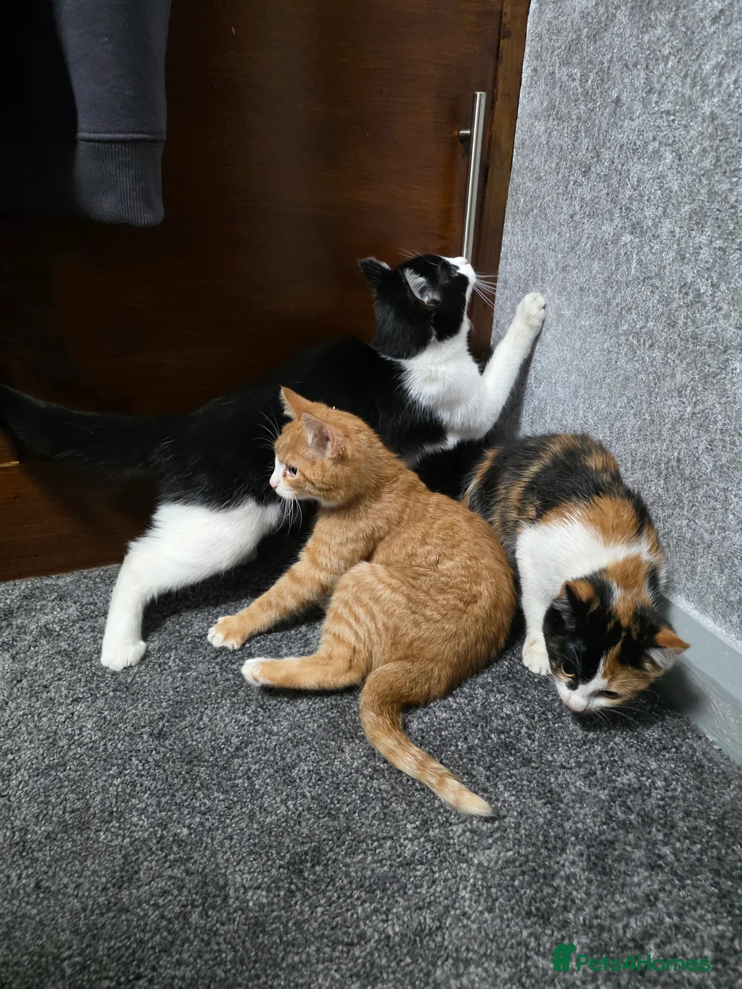 Mixed Breed cats for sale: FREE 3 BEAUTIFUL KITTENS  - Advert 3