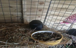 Guinea Pig rodents for sale: Boar Guinea Pigs for Sale £30 ( REDUCED) - Image 5