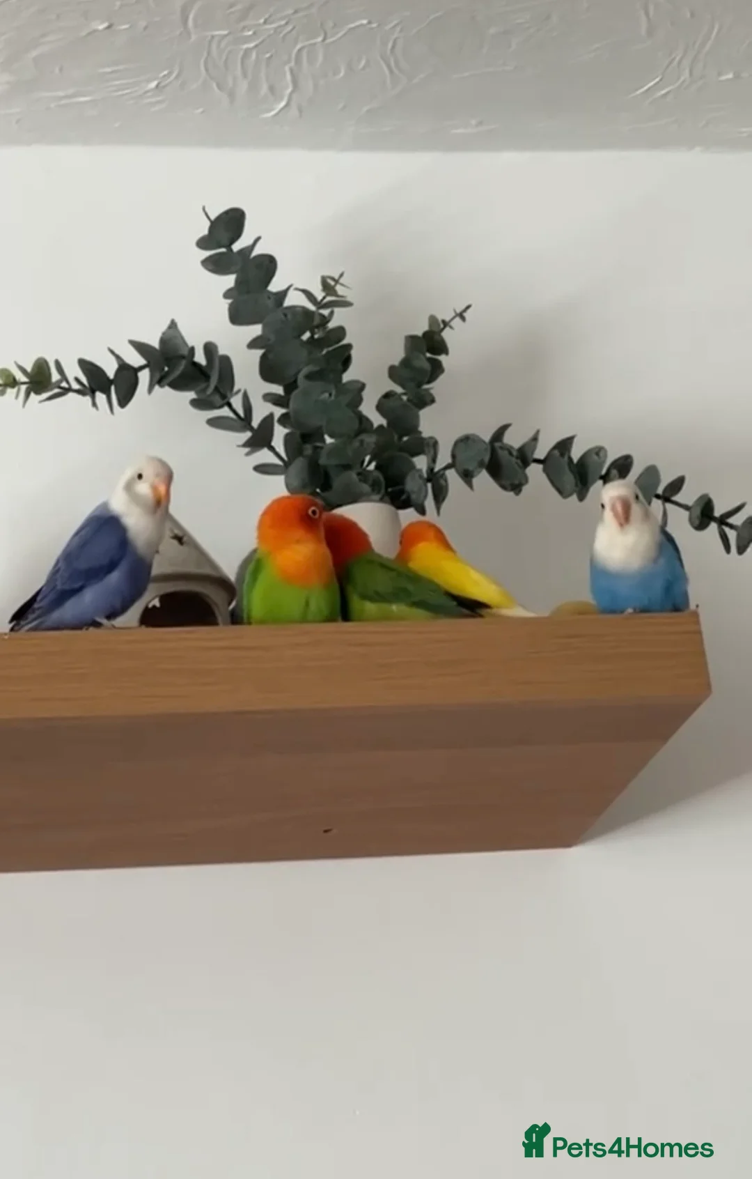 Lovebirds birds for sale: Lovebirds - Advert 2