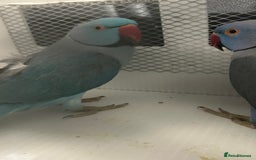 Ringnecks birds for sale: Stunning Baby Indian Ringnecks  - Image 16