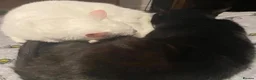 Domestic Shorthair cats for sale: Lucifer and Myrtle  in Northwich - Advert 3