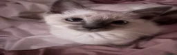 Ragdoll cats for sale: 🩵 Beautiful Pure Blue Point Ragdolls 🩵(two left) - Advert 13