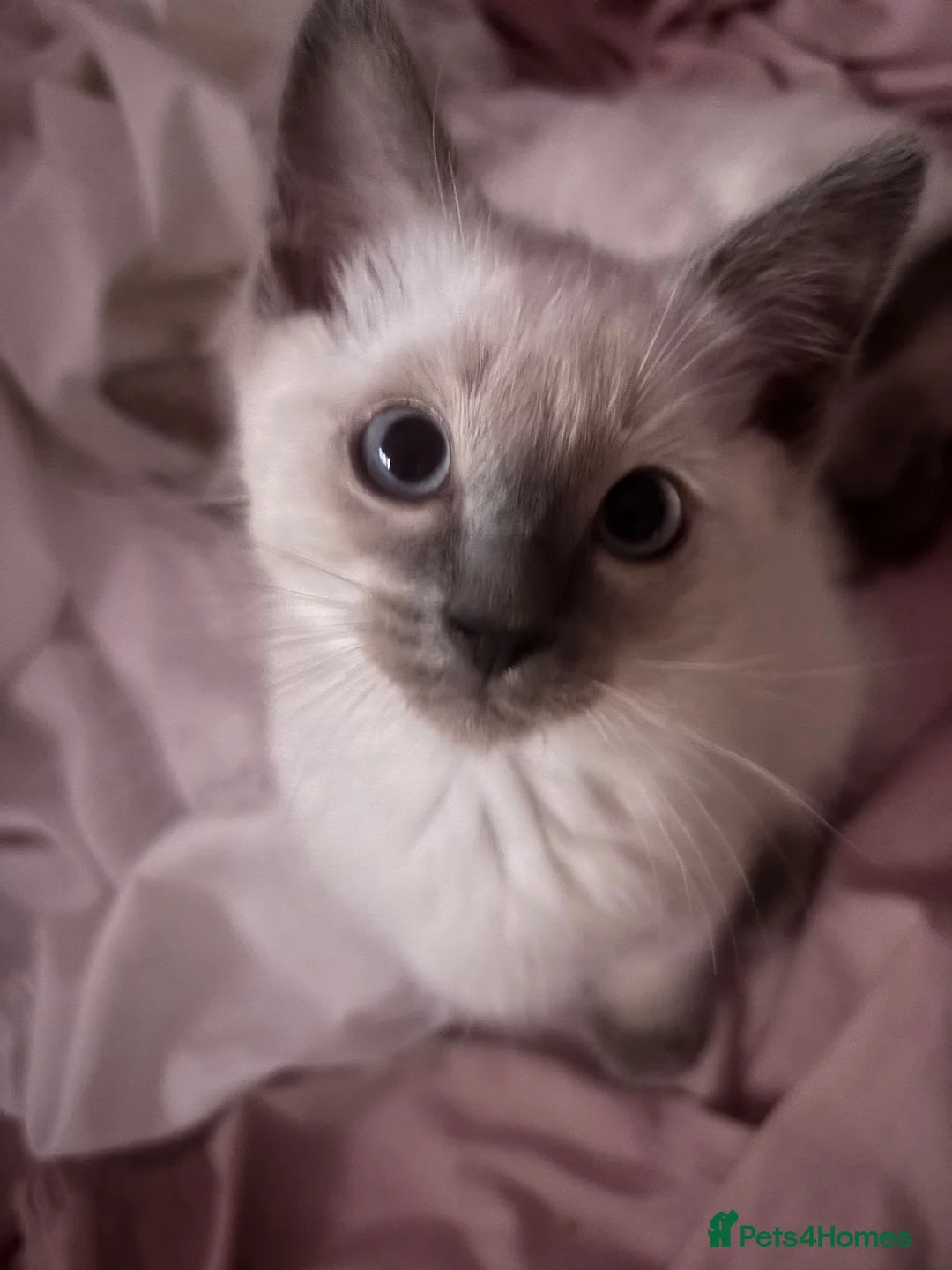 Ragdoll cats for sale: 🩵 Beautiful Pure Blue Point Ragdolls 🩵(two left) - Advert 13