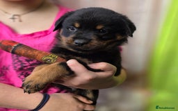 Rottweiler dogs for sale: Rottweiler puppies  - Image 13