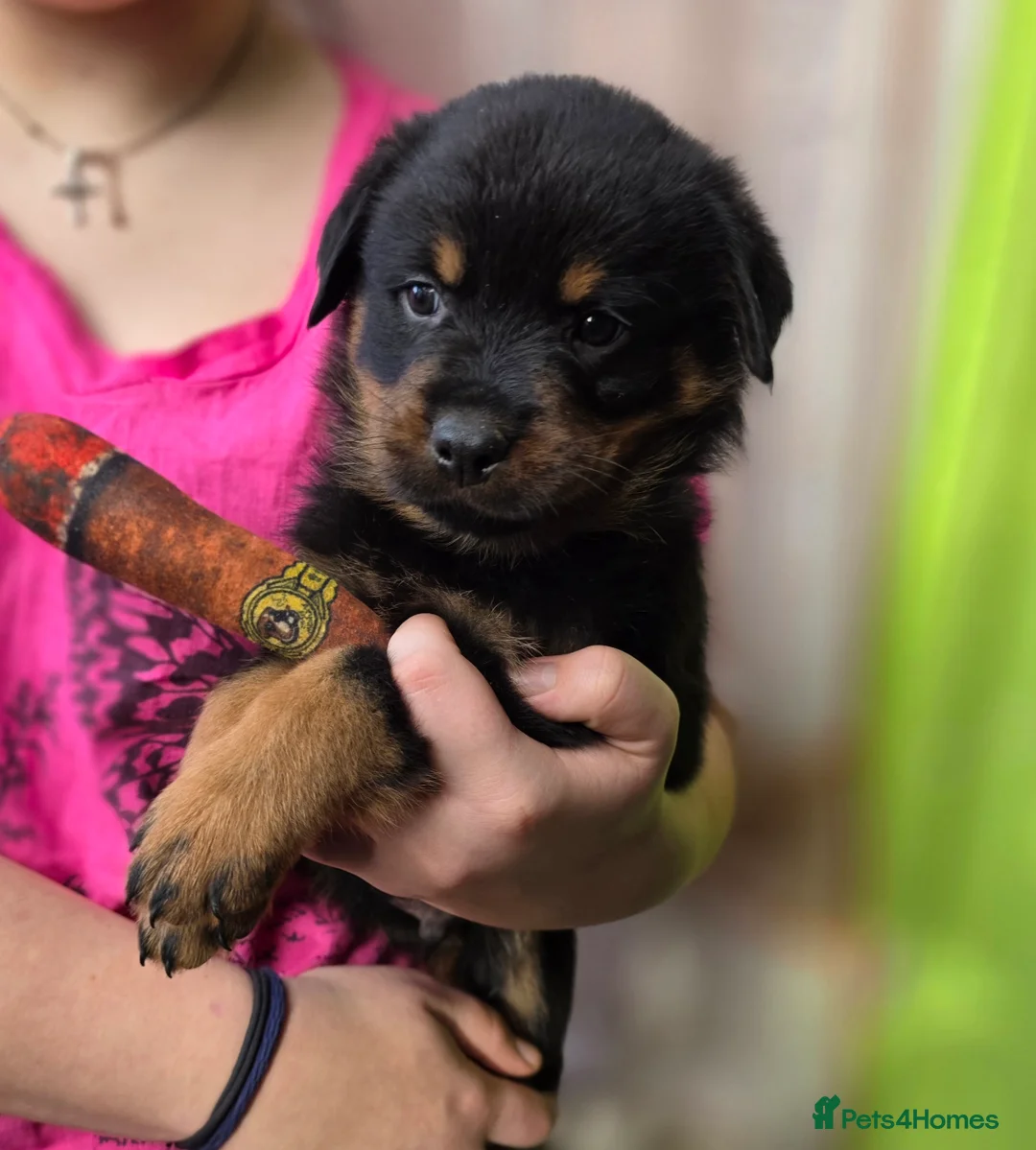 Rottweiler dogs for sale: Rottweiler puppies  - Advert 15