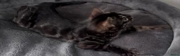 Bengal cats for sale: Exceptional kittens in silver, brown and charcoal - Advert 8