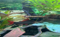 Angelfish fish for sale: Aquarium with fish. Will sell separately  - Image 6