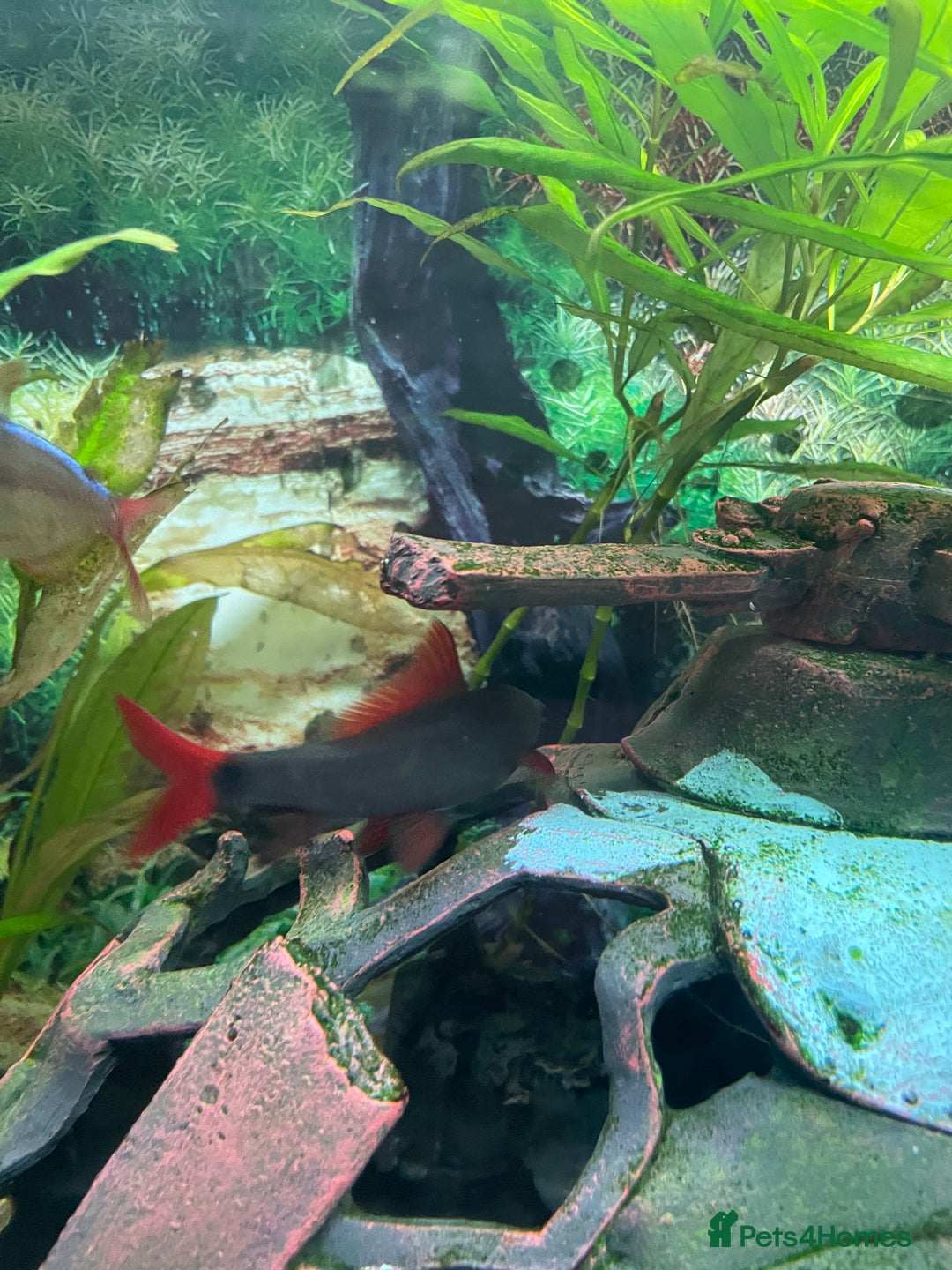 Angelfish fish for sale: Aquarium with fish. Will sell separately  - Image 6