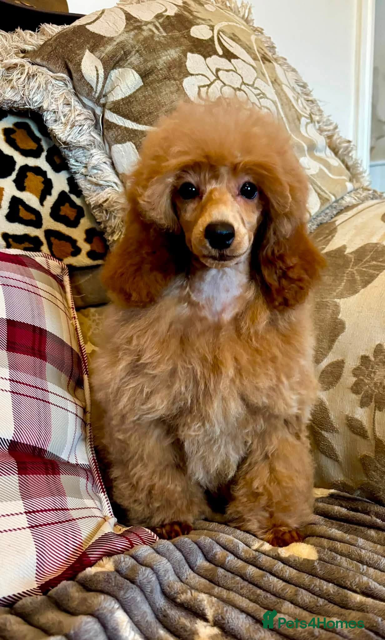 Miniature Poodle dogs Top Class KC Reg Miniature Poodle Girl  - Advert 1