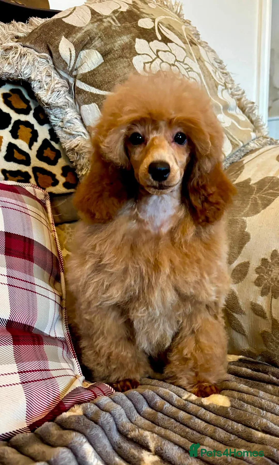 Miniature Poodle dogs for sale: Top Class KC Reg Miniature Poodle Girl  - Advert 1