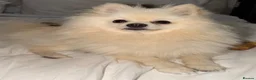 Pomeranian dogs for stud: Gorgeous white Pomeranian for stud  - Advert 5