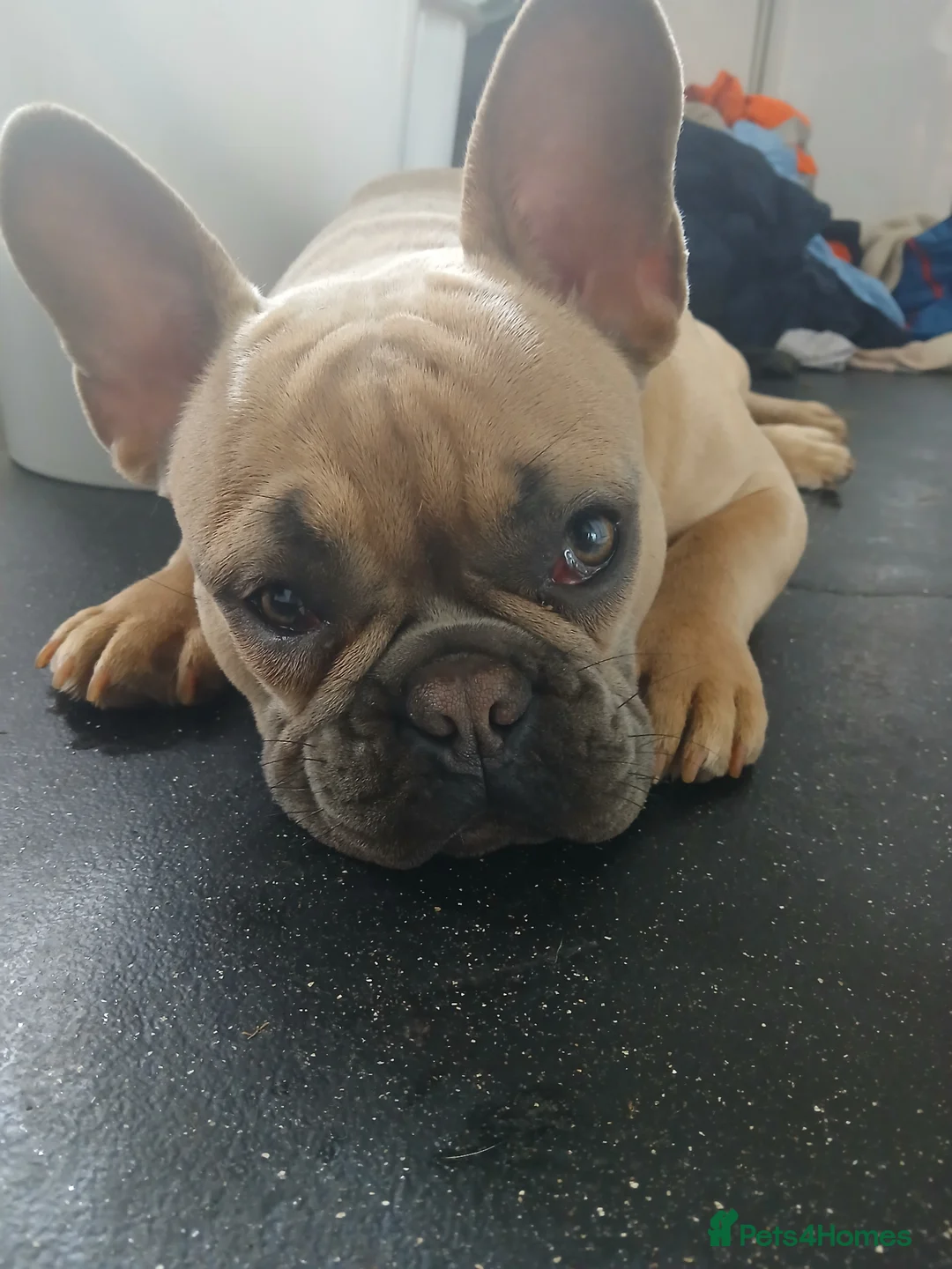 French Bulldog dogs for sale: 9 months old  in Chatham - Advert 1