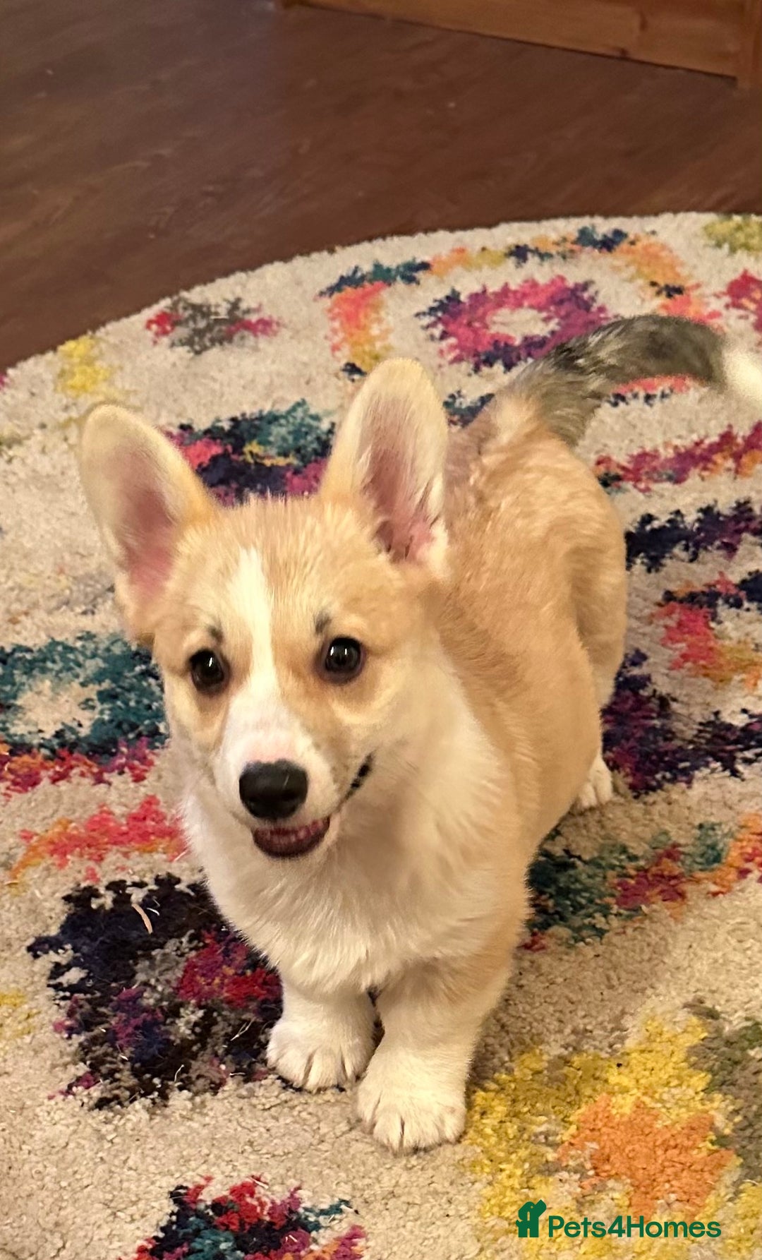 Welsh Corgi Pembroke dogs for sale: Absolutely gorgeous Corgi Puppy  - Advert 4