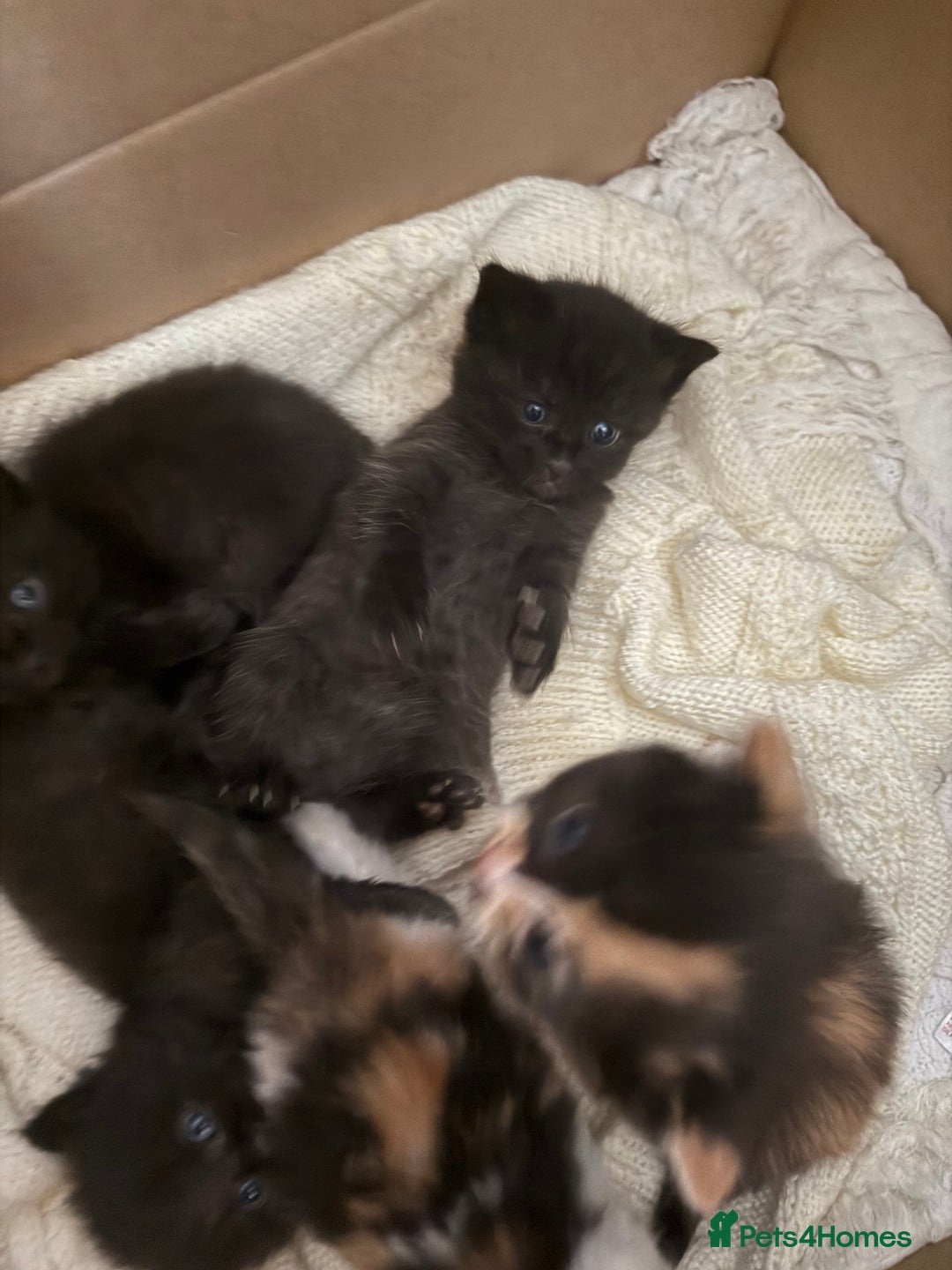 Mixed Breed cats for sale: Ragamuffin mix kittens  - Image 17