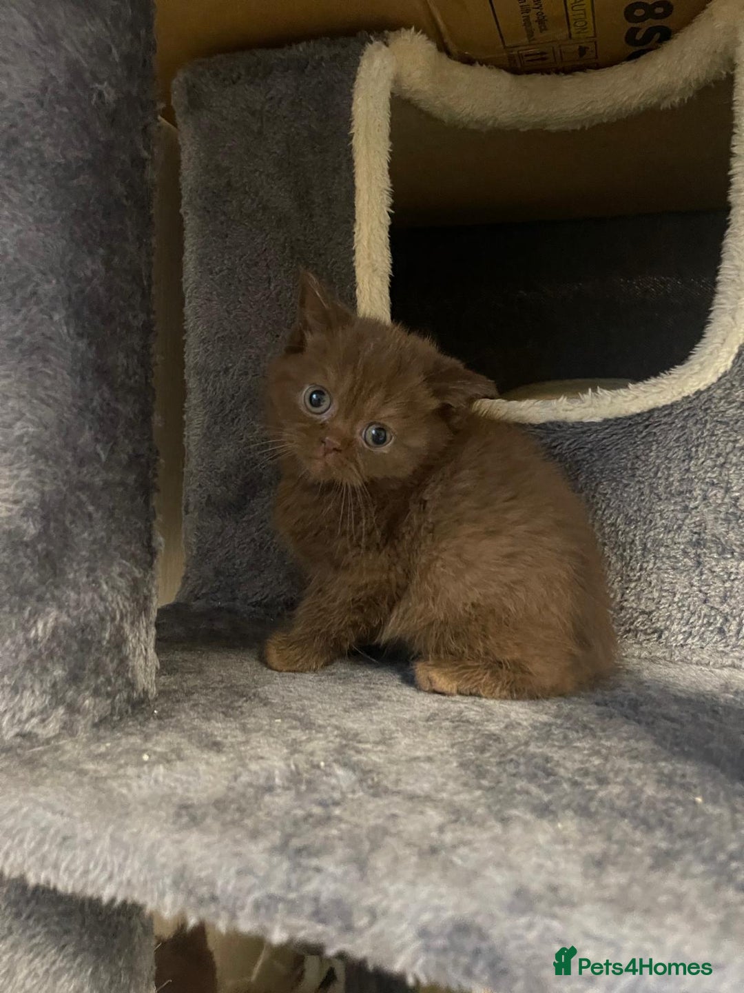 British Shorthair cats for sale: Purebred  British Shorthair Kittens - Advert 21