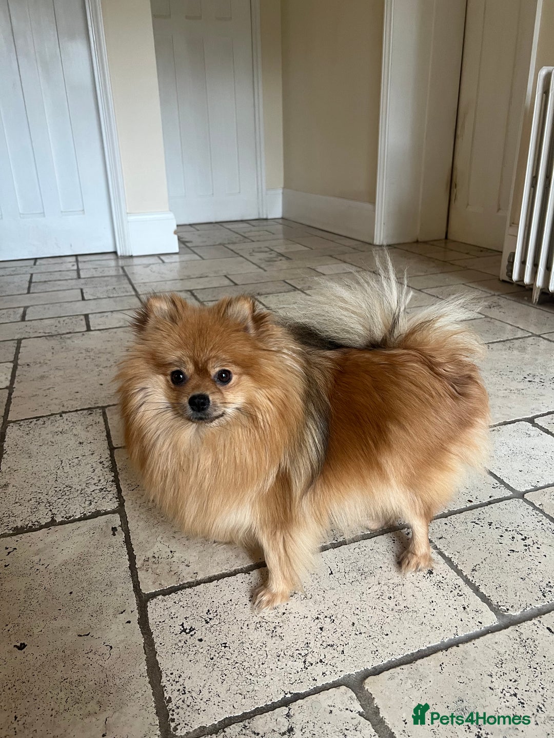 Pomeranian dogs for sale: Pomeranian puppies to die for - Advert 18