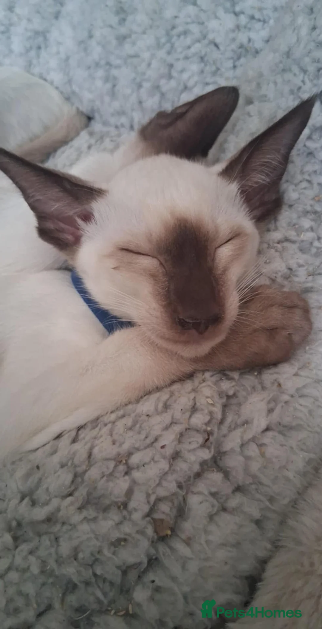 Siamese cats for sale: Male Siamese Kittens GCCF registered in Gretna - Advert 5