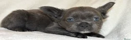 French Bulldog dogs for sale: RUBY🫶🏽 DWKC reg  - Advert 19