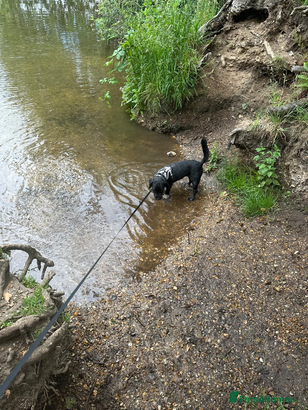 Mixed Breed dogs for sale: Coco jackapoo cross yorkie  in Norwich - Advert 2