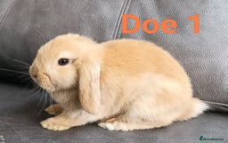 Mini Lop rabbits for sale: 🐰Beautiful mixed litter of Plush x Mini Lop kits - Image 15