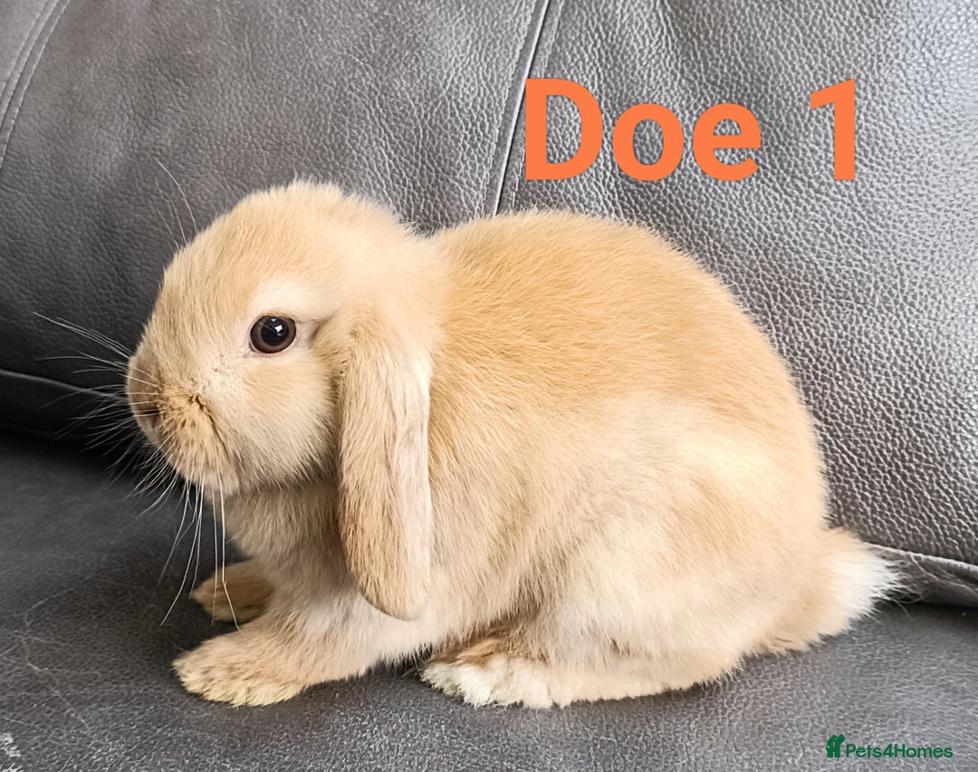 Mini Lop rabbits for sale: 🐰Beautiful mixed litter of Plush x Mini Lop kits - Image 15