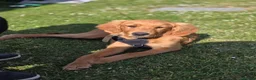 Golden Retriever dogs for sale: Handsome KC Male Golden Retriever  - Advert 3
