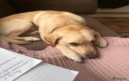 Golden Retriever dogs for sale: Golden retriever 6 years old  - Image 4