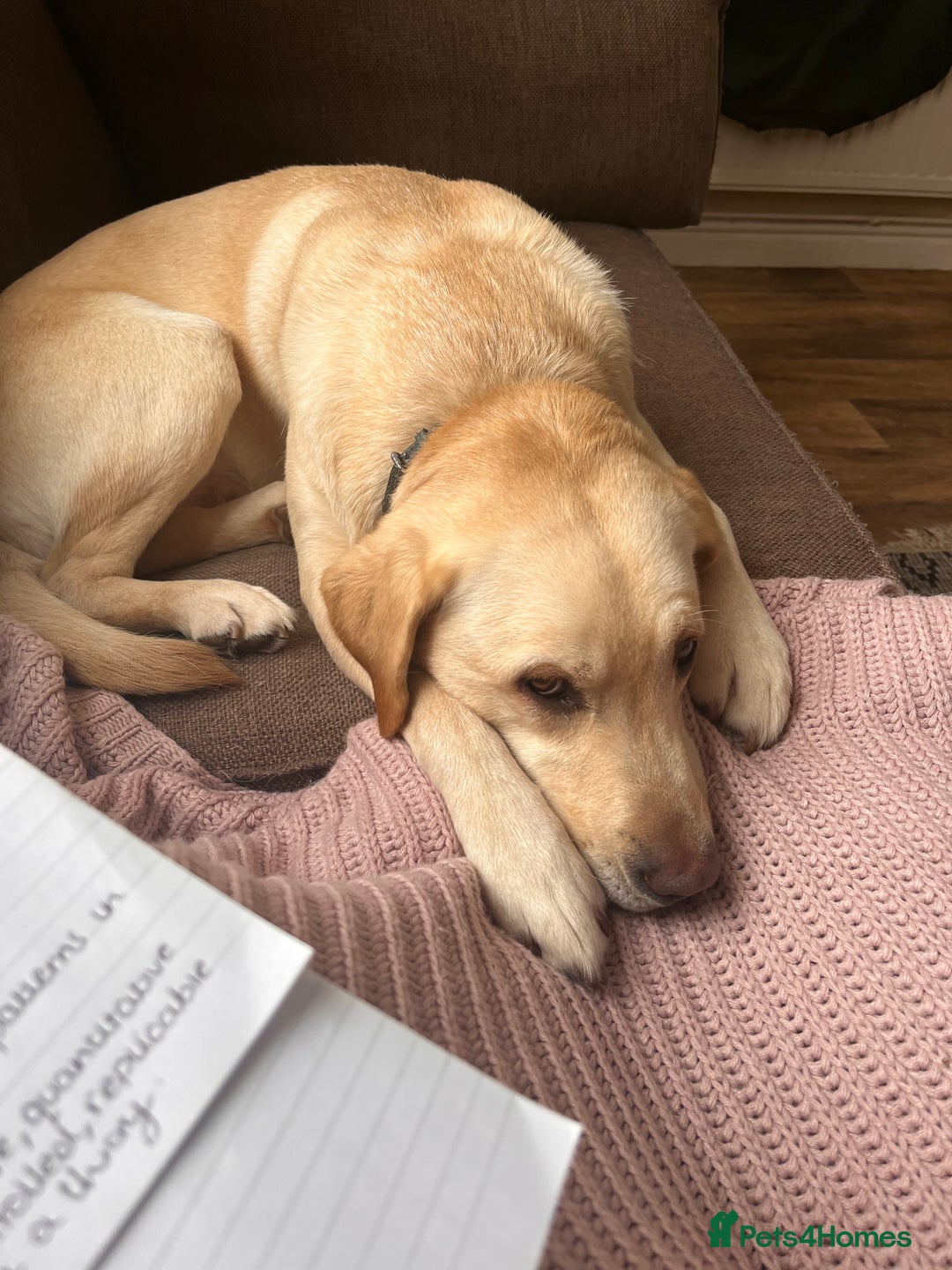 Golden Retriever dogs for sale: Golden retriever 6 years old  - Image 4