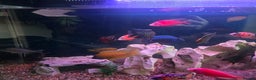 Cichlids fish for sale: African cichlids PLEASE READ DESCRIPTION - Advert 2