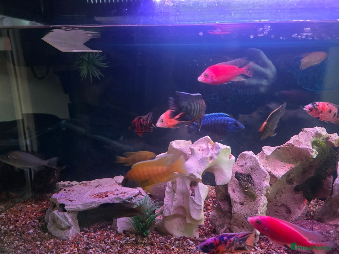 Cichlids fish for sale: African cichlids PLEASE READ DESCRIPTION - Advert 2
