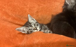 Ragdoll cats for sale: Ragdoll x British Shorthair kittens - Image 5