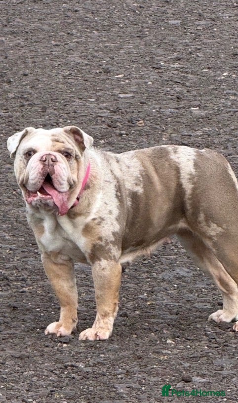 English Bulldog dogs English bull dog  - Advert 13