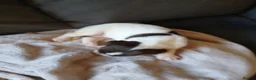 English Springer Spaniel dogs for sale: Springer spaniel - Advert 10