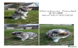 Mini Lop rabbits for sale: 2 female & 1 male mini lop-varying ages and prices - Image 2