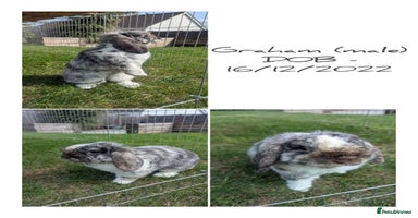 Mini Lop rabbits - Advert 7