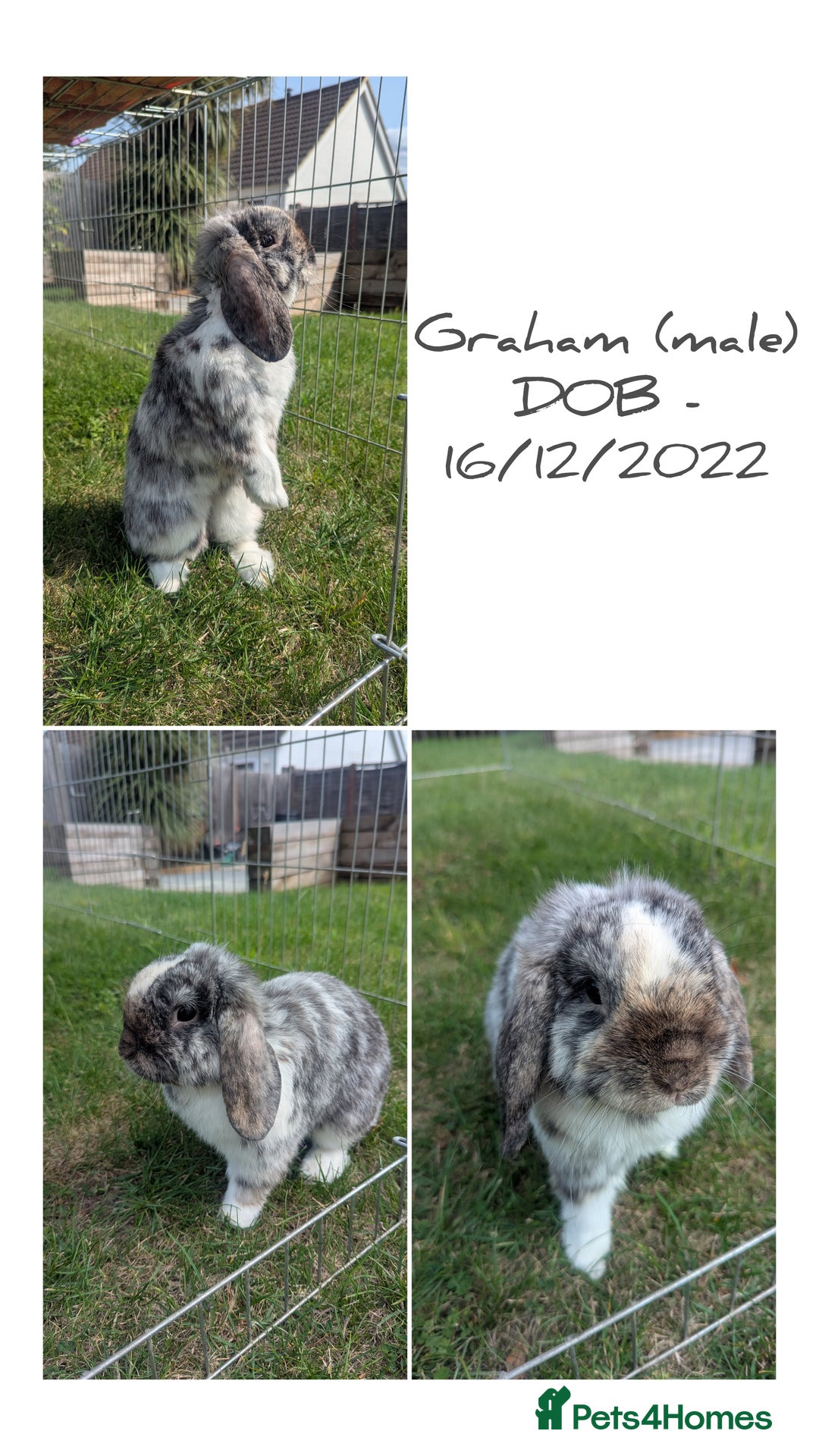 Mini Lop rabbits for sale: 2 female & 1 male mini lop-varying ages and prices - Image 2