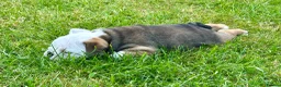 English Bulldog dogs for sale: Stunning red/white kc reg English bulldog puppies  - Advert 3