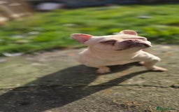 French Bulldog dogs for sale: Fluffy platinum frenchie  - Image 2
