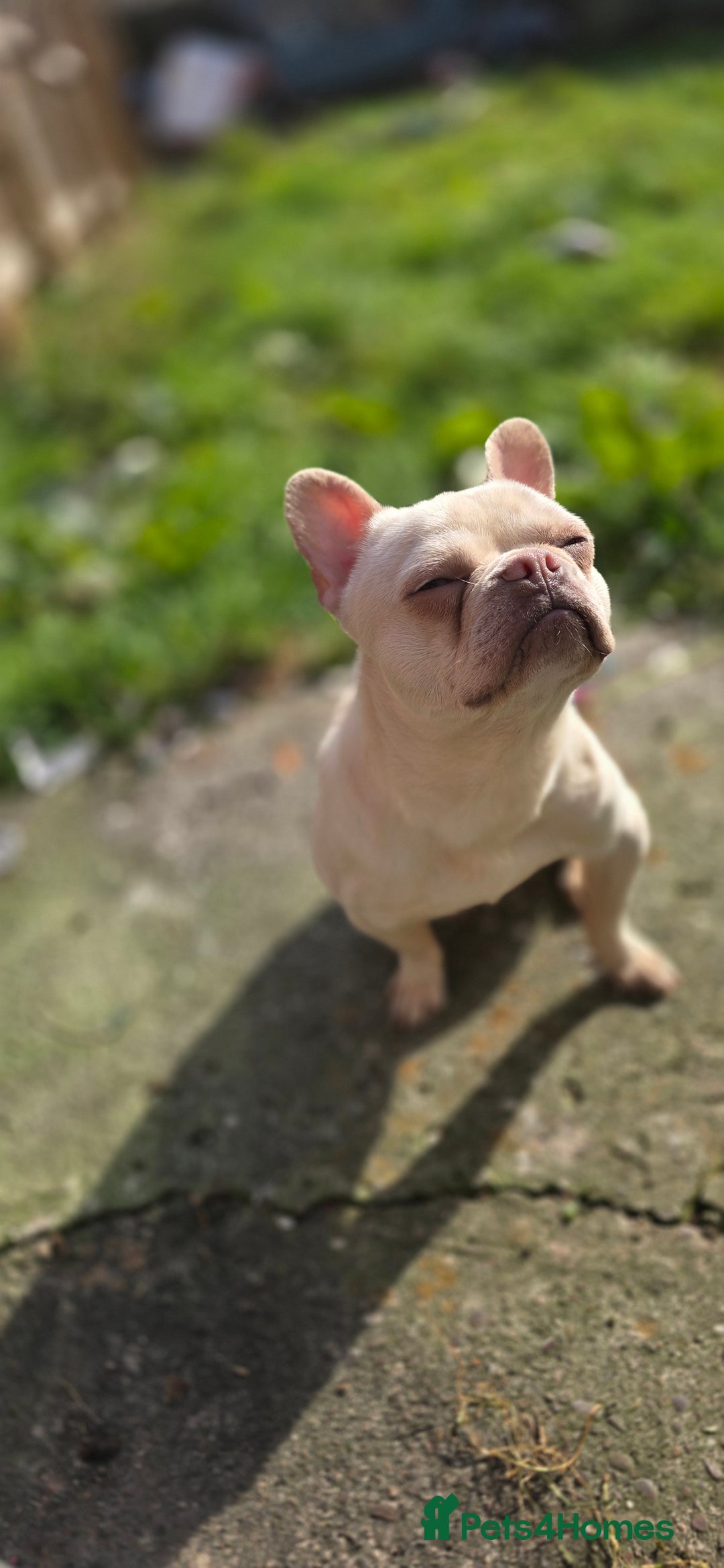 French Bulldog dogs for sale: Fluffy platinum frenchie  - Image 2