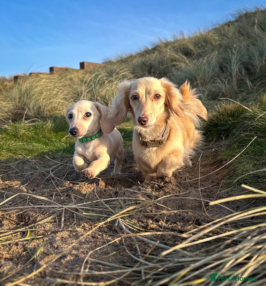 Miniature Dachshund dogs for sale: Cream miniature dachshunds  - Advert 36