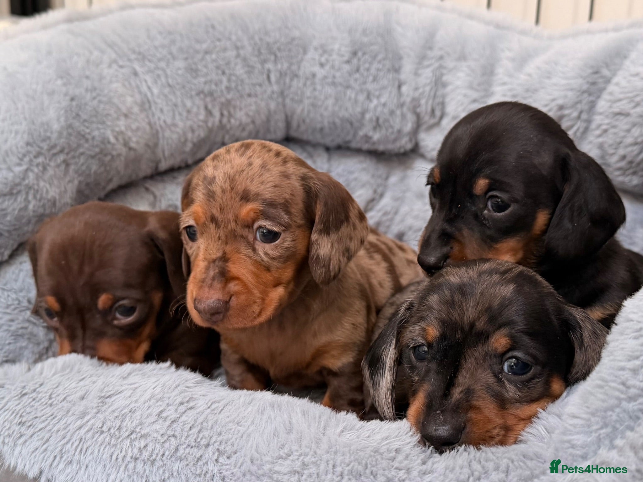 Miniature Dachshund dogs OUTSTANDING SMOOTH MINIATURE DACHSHUND PUPS  - Advert 1