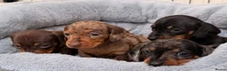 Miniature Dachshund dogs for sale: OUTSTANDING SMOOTH MINIATURE DACHSHUND PUPS  - Advert 1