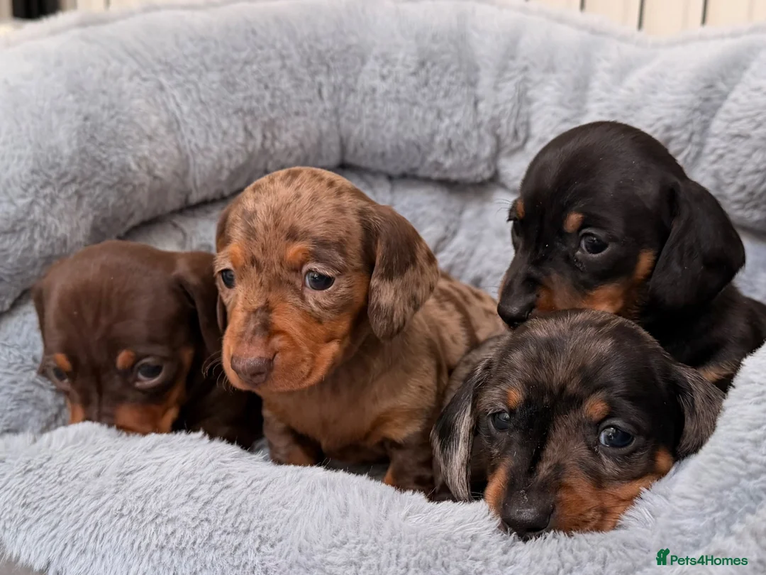 Miniature Dachshund dogs for sale: OUTSTANDING SMOOTH MINIATURE DACHSHUND PUPS  - Advert 1