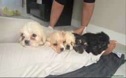 Mixed Breed dogs for sale: 6 fluffy frenchie cross puppies - Image 1