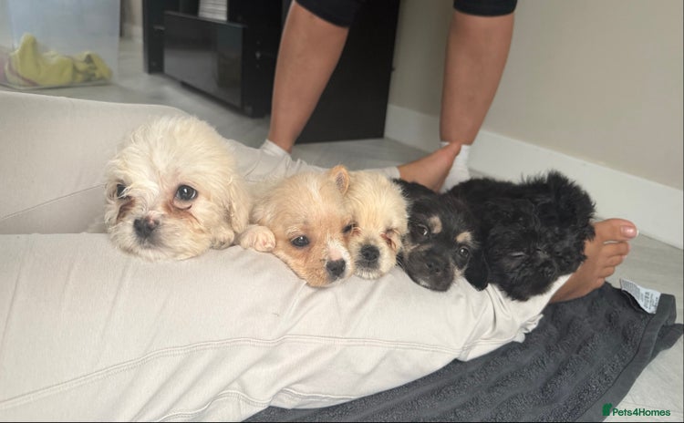 Mixed Breed dogs - Advert 5